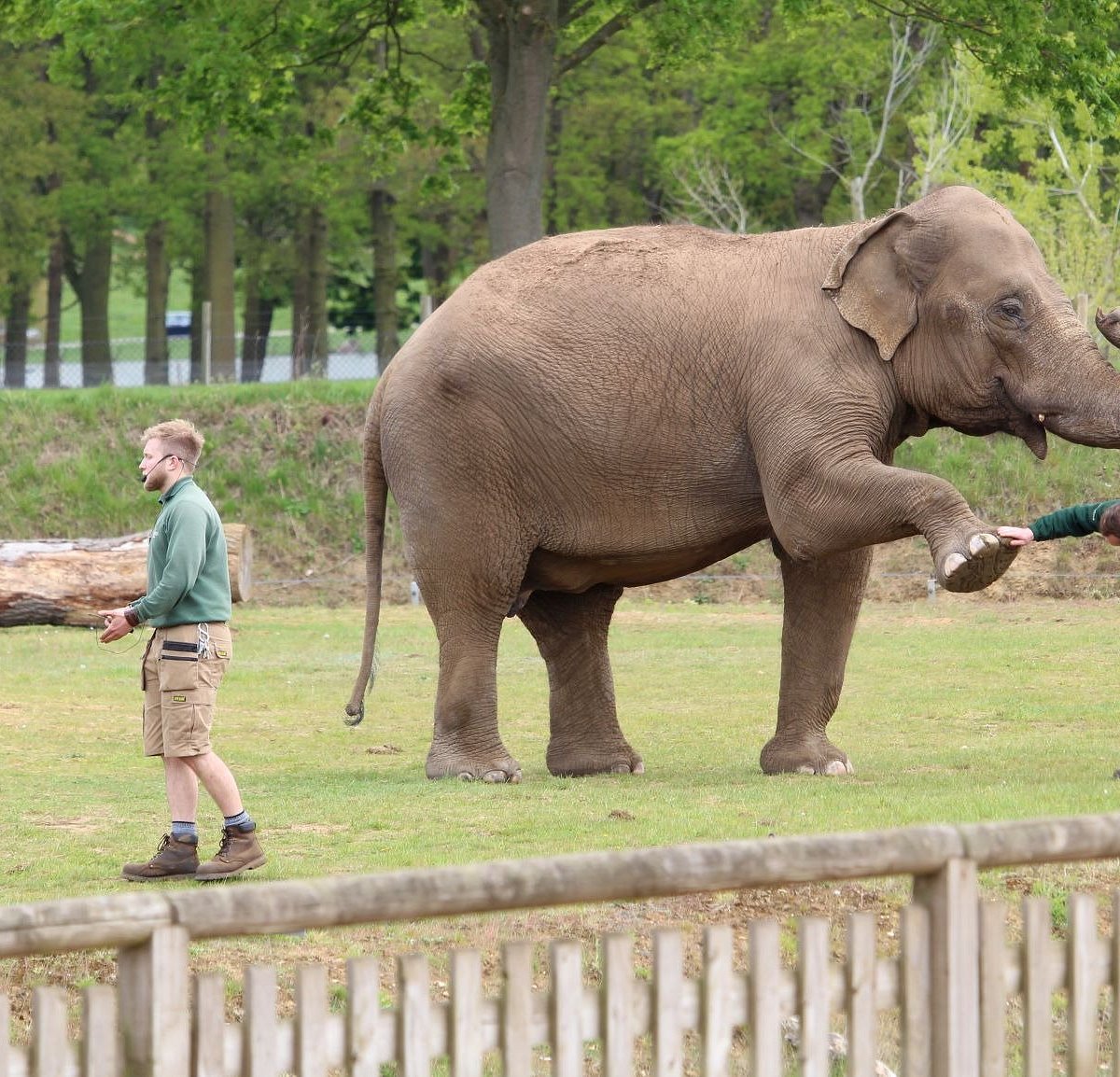 "Elephant trainer interaction at Deer Park Tour & Dinner, unique corporate event setting." - Banner